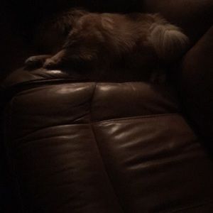 Meet your Posher, Bobbie